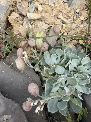 Physaria didymocarpa, photograph 3