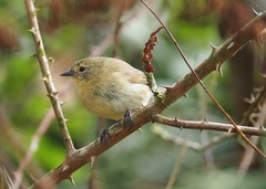 Certhidea fusca