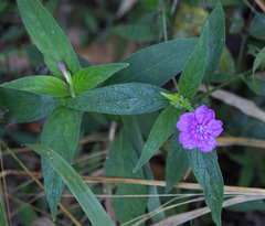 Ruellia jussieuoides