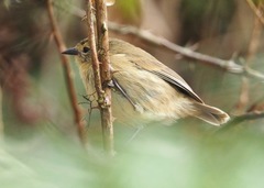 Certhidea fusca