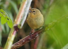 Certhidea fusca