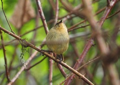 Certhidea fusca