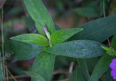 Ruellia jussieuoides