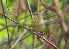 Certhidea fusca