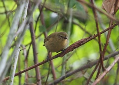 Certhidea fusca