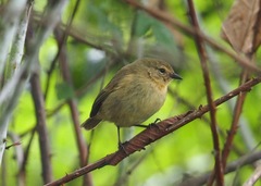 Certhidea fusca