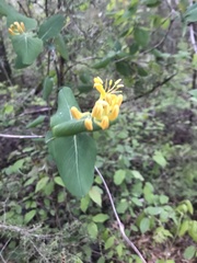 Lonicera flava