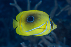 Chaetodon bennetti