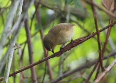 Certhidea fusca