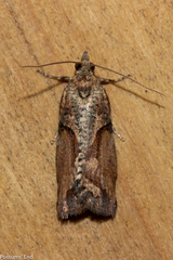 Harmologa scoliastis