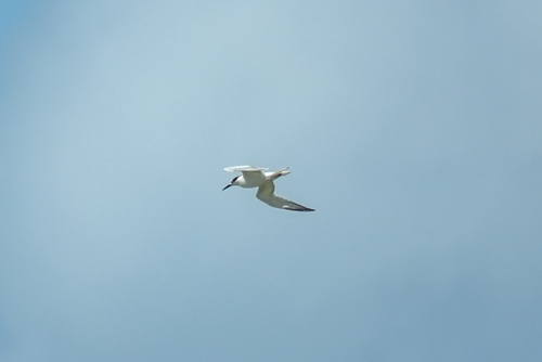 iNaturalist image