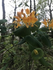 Lonicera flava