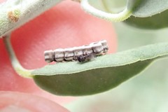 Trissolcus
