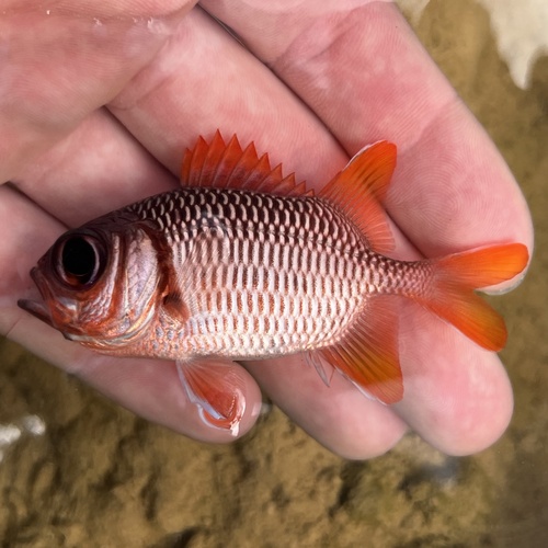 Violette soldatenvis (Myripristis violacea) — Holocentridae — 3