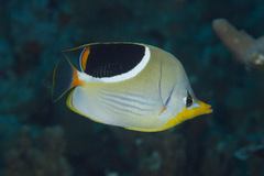 Chaetodon ephippium