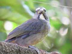 Saltator coerulescens