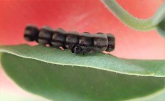 Trissolcus