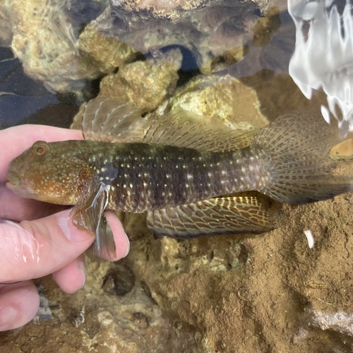 Exyrias belissimus observed 2026-07-21