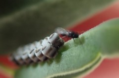 Trissolcus