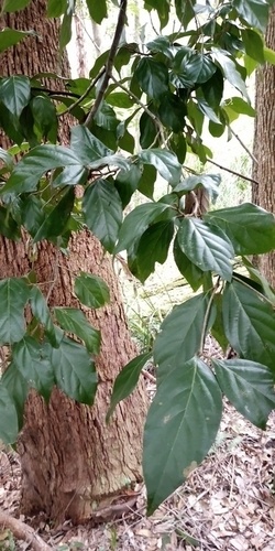 Endiandra muelleri, 2026-07-15