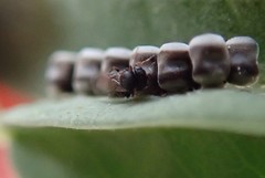 Trissolcus
