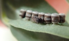 Trissolcus