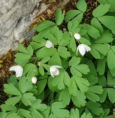 Isopyrum thalictroides