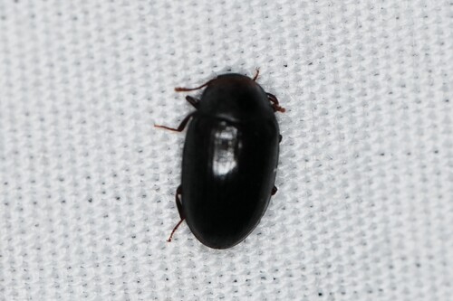 Hyporhagus punctulatus