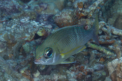 Scolopsis margaritifera