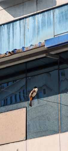 Brown-breasted Bulbul