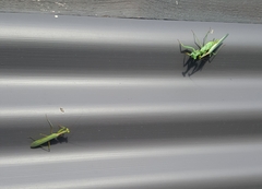 Miomantis caffra