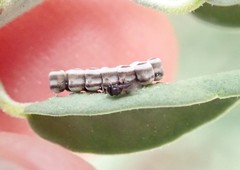 Trissolcus