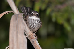 Rhipidura verreauxi verreauxi