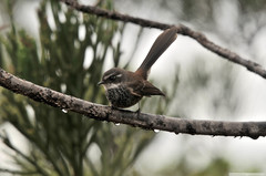 Rhipidura verreauxi verreauxi