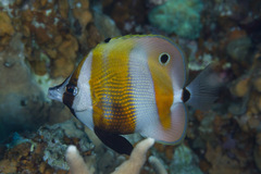 Coradion chrysozonus