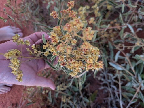 Dicrastylis exsuccosa