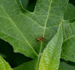 Anelosimus studiosus