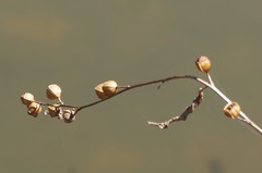 Ludwigia alternifolia
