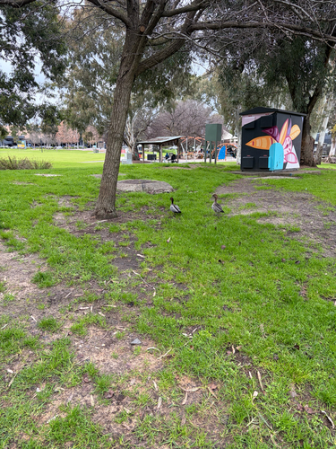 Australian Wood Duck