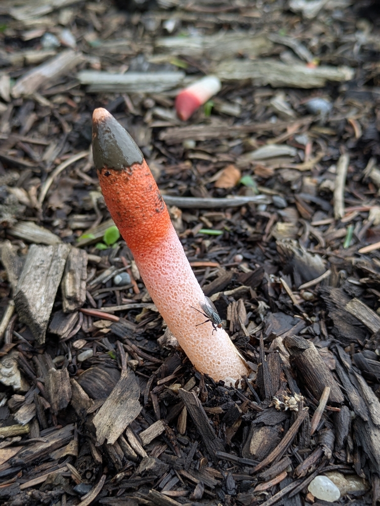 red stinkhorn · July 2026 · photo: Photo: no rights reserved · iNaturalist