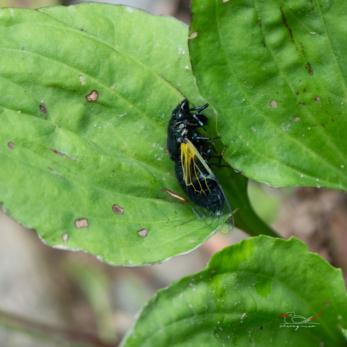 Mogannia cyanea