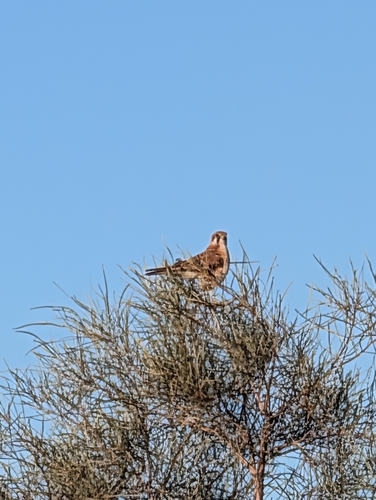Brown Falcon