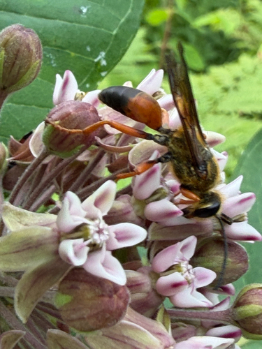 Great golden digger wasp