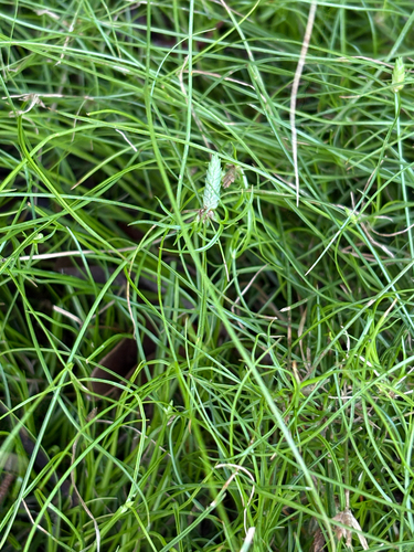 Cyperus gracilis observed 2026-07-21
