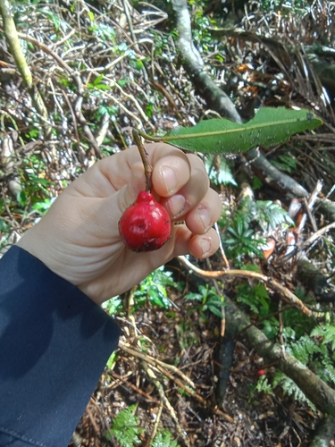 Syzygium ingens observed 2026-07-22