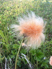 Eriophorum chamissonis, photograph author not stated, no rights reserved