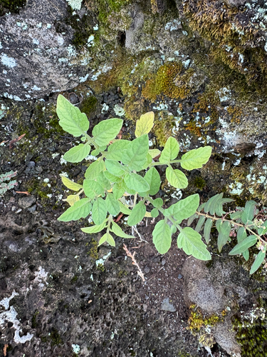 Solanum lycopersicum observed 2026-07-21