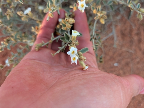 Bonamia erecta