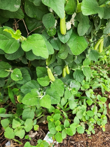 Crotalaria verrucosa observed 2026-07-20