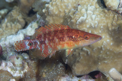 Oxycheilinus celebicus